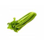 Chinese Celery - Daun Sup