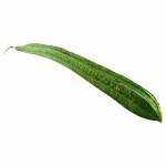 Malaysia Marrow Squash 550g