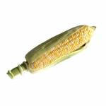Malaysia Pearl Sweet Corn 1pcs