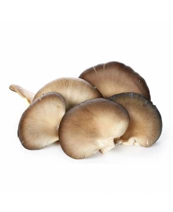 Oyster Mushroom 150g